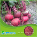 China manufacturer supply new bulk high quality beet root powder